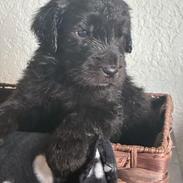 King - Black male Goldendoodle puppy in Calhan, Colorado from Snowy Goldens LLC