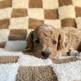 Goldendoodles from Gracie Doodles CT