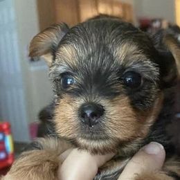 Yorkshire Terriers from Joanne’s silky Yorkie’s