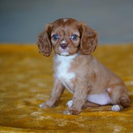 Peony - Ruby female Cavalier King Charles Spaniel puppy in Sugarcreek, Ohio from Chocolate Cavalier