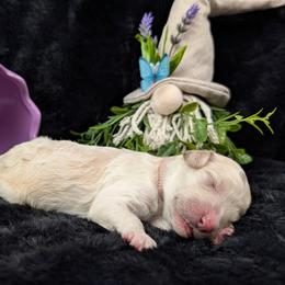 Hera - Cream female Poodle puppy in Mongomery, Texas from Celestial Jewels Poodles