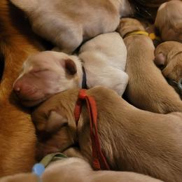 Red - Golden male Golden Retriever puppy in Greensburg, Kentucky from Southern Springs Goldens