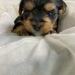Yorkshire Terrier puppies from Teddy Bear Yorkies