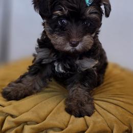 Lulu - Phantom female Bernedoodle puppy in Decatur, Tennessee from Diamond's Doodles