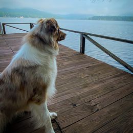 Australian Shepherd All Grown Up from K&A Farms