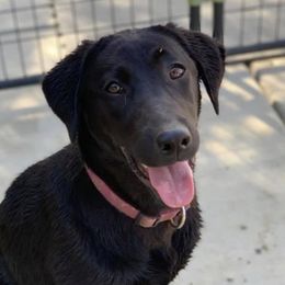 Roxy - Labrador Retriever