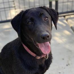 Roxy - Labrador Retriever