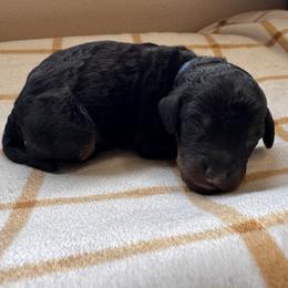 Buck - Phantom male Poodle puppy in Arroyo Grande, California from Central Coast Poodle Paws