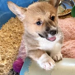 Orange female - Sable female Pembroke Welsh Corgi puppy in Riverside, California from Four Aces Corgis