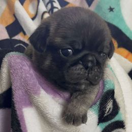Purple Collar - Brindle Pug puppy in Elma, Washington from Kismet Kennels, Exclusively Pugs