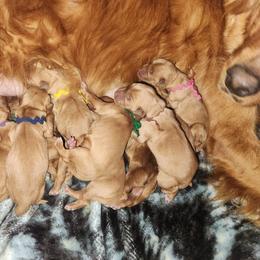 Polly Brown Boy - Dark golden male Golden Retriever puppy in Idaho Falls, Idaho from Once Upon A Dream Kennels