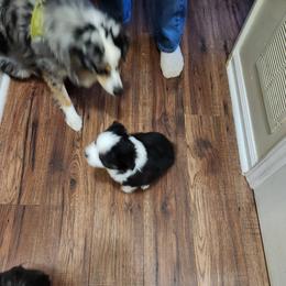 Miniature Australian Shepherd All Grown Up from Furner Farms