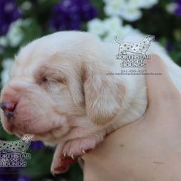 Netflix - Lemon and white male Basset Hound puppy in Pollock, Missouri from Northstar