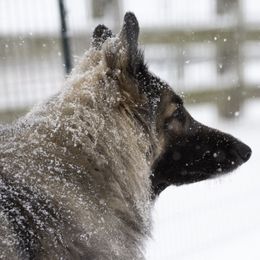 Shiloh Shepherd All Grown Up from NewMoon Shiloh Shepherds