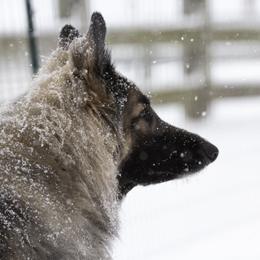 Shiloh Shepherd All Grown Up from NewMoon Shiloh Shepherds