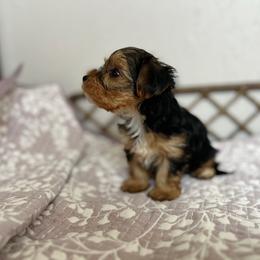 Very Small Black and Tan Male Yorkie - Black and tan male Yorkshire Terrier puppy in Benson, Arizona from Happy Tails Yorkies