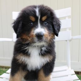 Bernedoodle, Bernese Mountain Dog, Cavapoo, Goldendoodle, and Poodle Puppies from Happy Valley Puppies
