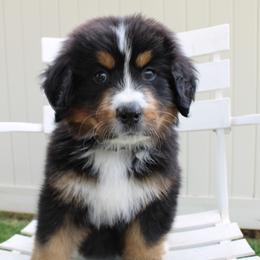 Bernedoodle, Bernese Mountain Dog, Cavapoo, Goldendoodle, and Poodle Puppies from Happy Valley Puppies