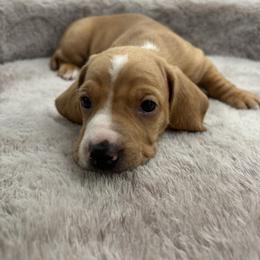 Nobu - Red male Dachshund puppy in Brownsville, California from Pine & Pasture Dachshunds