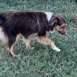 Sissy - Miniature Australian Shepherd