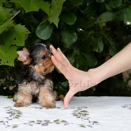 Yorkshire Terrier Puppies from Lightsome Yorkies