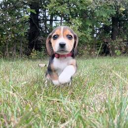 Summer - Black white and tan female Beagle puppy in St. Cloud, Minnesota from Beagle Blessings