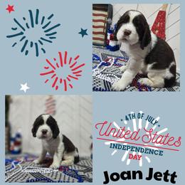 Joan JettGirl 6 - Liver white and tan female English Springer Spaniel puppy in Saginaw, Michigan from Kemerer Springers