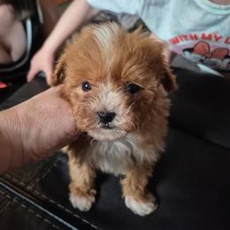 Alfie - Apricot male Maltipoo puppy in Everett, Washington from Meadows Ranch