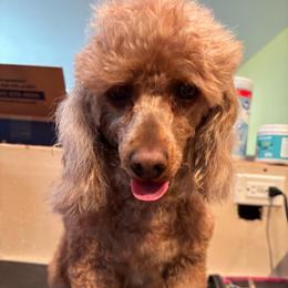 Oachie (Opal) - Red  female Poodle puppy in Eagle Mountain, Utah from Liberty Farms Puppies