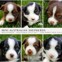 Miniature Australian Shepherd puppies from Bellewynd Acres