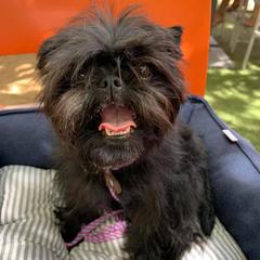 Affenpinschers from High Noon Kennel