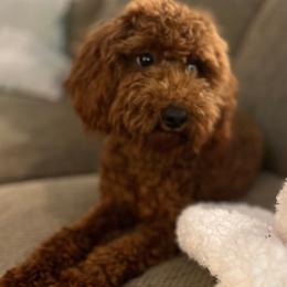 Bernice - Goldendoodle