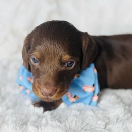 Buddy - Chocolate and tan male Dachshund puppy in Holtwood, Pennsylvania from Holly Hill Dachshunds