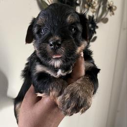 SANTAS LIL HELPER - Black and tan male Yorkipoo puppy in Gastonia, North Carolina from Precious pups dynasty kennel