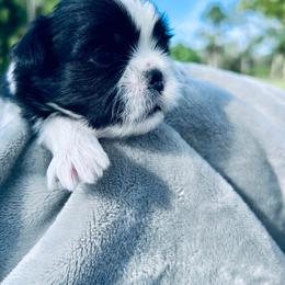 Ella - Black and white female Shih Tzu puppy in Geneva, Florida from Shih Tzu’s Creek