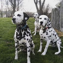 Dalmatians from Laura's Dalmatians