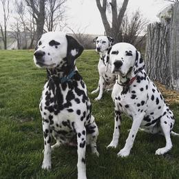 Dalmatians from Laura's Dalmatians