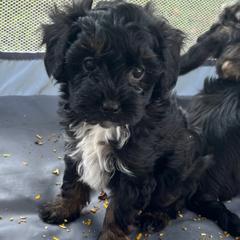 Assorted Doodle Crosses and Yorkshire Terrier Puppies from JC Yorkies