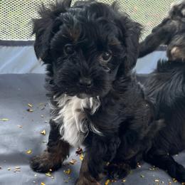 Assorted Doodle Crosses and Yorkshire Terrier Puppies from JC Yorkies