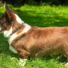 Cardigan Welsh Corgis and Pembroke Welsh Corgis from Haggard Family Corgis