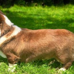 Cardigan Welsh Corgis and Pembroke Welsh Corgis from Haggard Family Corgis