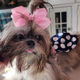 Shih Tzus from Chère Bébé ShihTzus