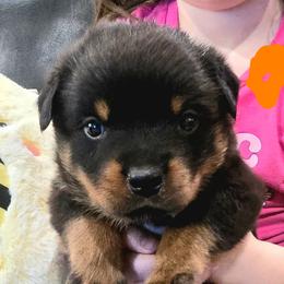 Boy 2 - Black and mahogany male Rottweiler puppy in San Antonio, Texas from HAUS OF RZA