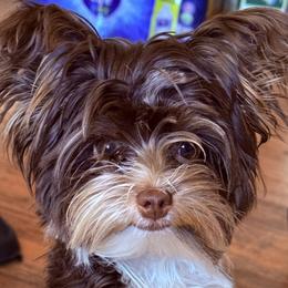 Benito - Yorkshire Terrier
