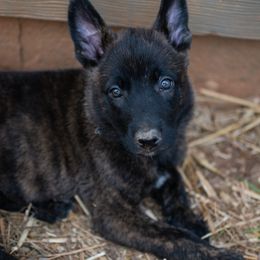 Dutch Shepherd Puppies from Faberge Hollandse Herdershond