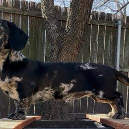 Blaze - Dapple male Dachshund puppy in Gatesville, Texas from Emily’s Doxie Domain