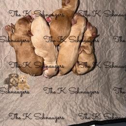 Boy 3 - Wheaten male Miniature Schnauzer puppy in Santa Ana, California from The_K_Schnauzers