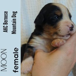 Moon - Black rust and white female Bernese Mountain Dog puppy in Shiloh, Georgia from Doodle Mountain