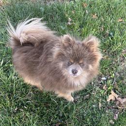 Clove - Lavender female Pomeranian puppy in Buck Valley, Pennsylvania from Buck Valley Pomeranians