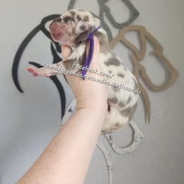 Purple Collar - Harlequin female Great Dane puppy in Alton, Illinois from Show Me Great Danes and Basset Hounds